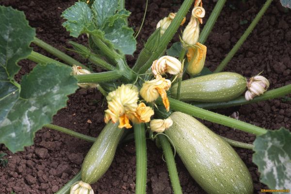 calabacines en el suelo