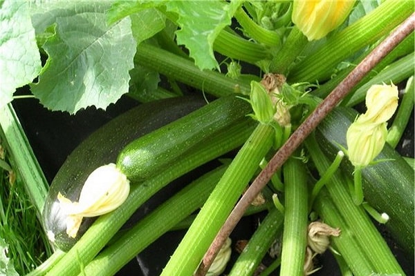 Description des courgettes