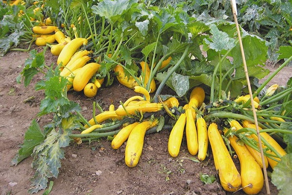 courgettes régulières