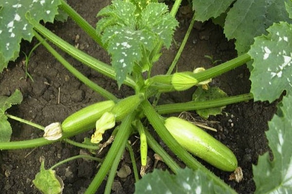  courgettes régulières