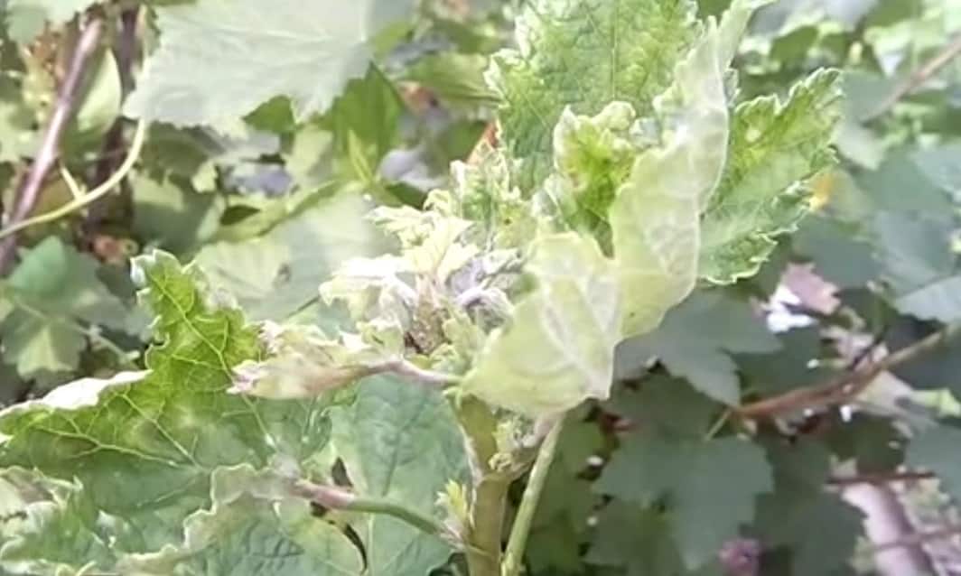 Echter Mehltau an Johannisbeeren