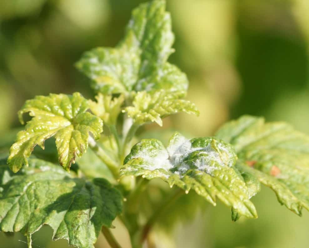 Echter Mehltau an Johannisbeeren