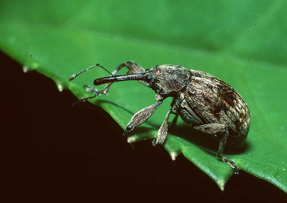 apple blossom beetle