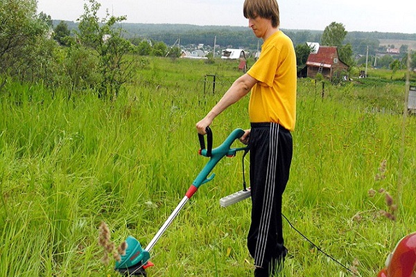 sollte Wurzeln schlagen