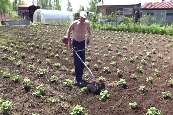 talladora de males herbes