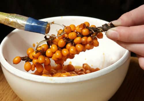 RIPED sea buckthorn