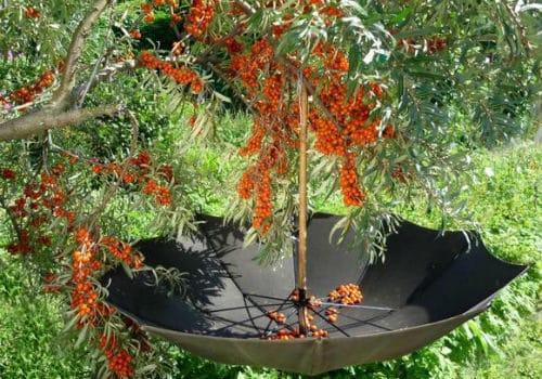 RIPED sea buckthorn