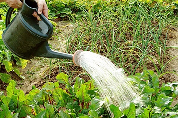 water geven uit een gieter