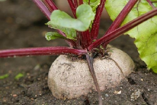 tuinmannen zijn geïnteresseerd