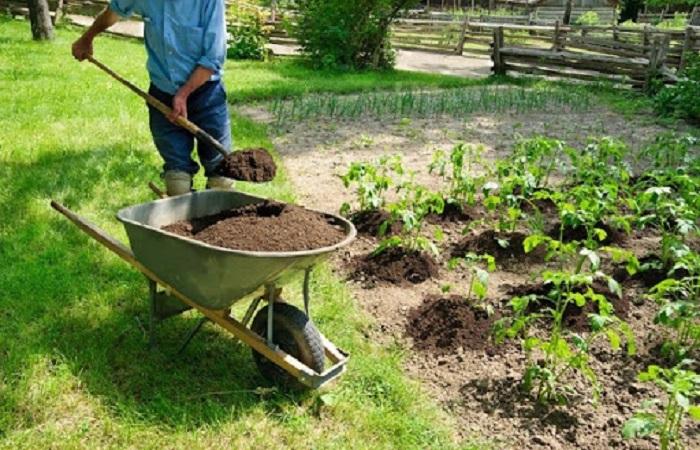 hnojivo pro rostliny 