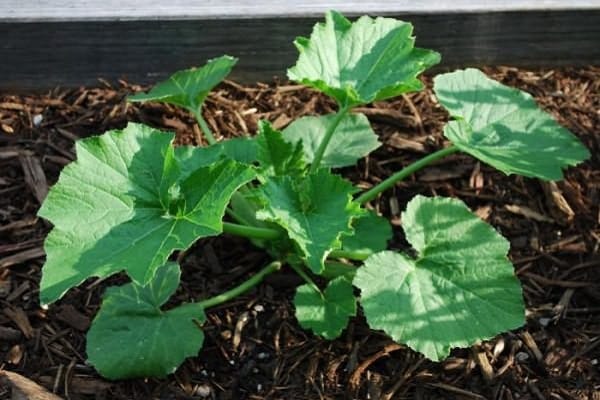 courgette planten