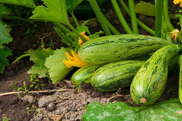 courgette in de grond