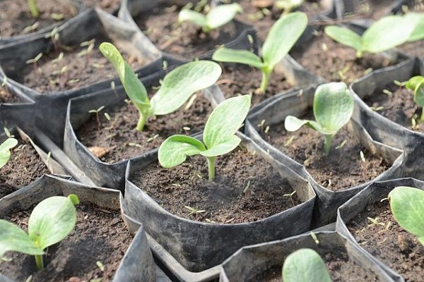 zucchini seedlings