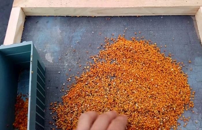 Wie Sie Bienenpollen zu Hause aufbewahren können und wie lange sie haltbar sind