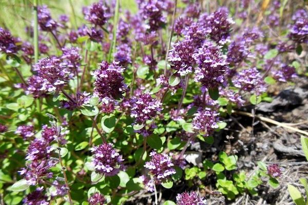 thyme in the meadow