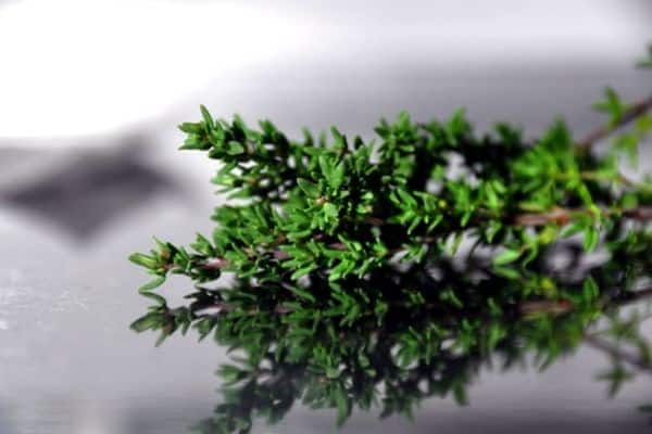 thyme sprig