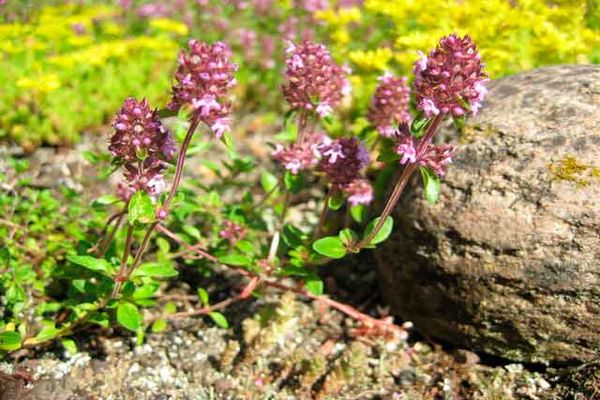 Thymian in der Nähe der Steine