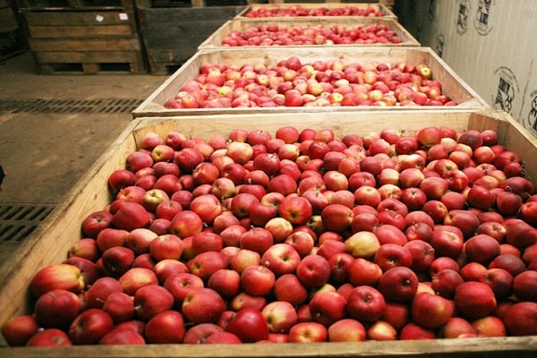 harvest in boxes