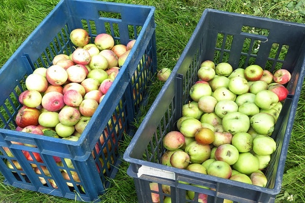 manzanas en una caja