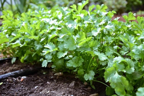 colocação de plantas