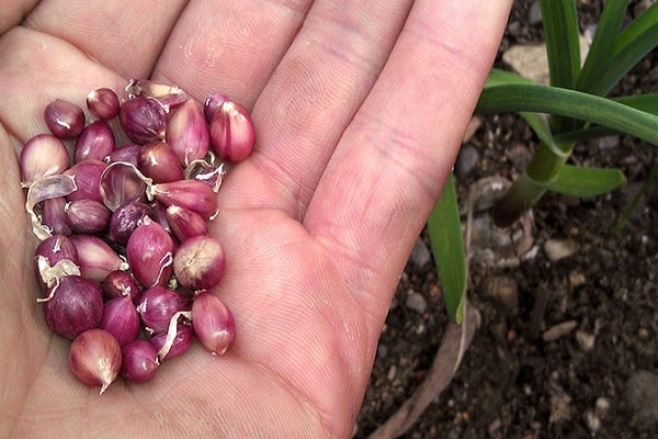 grow garlic