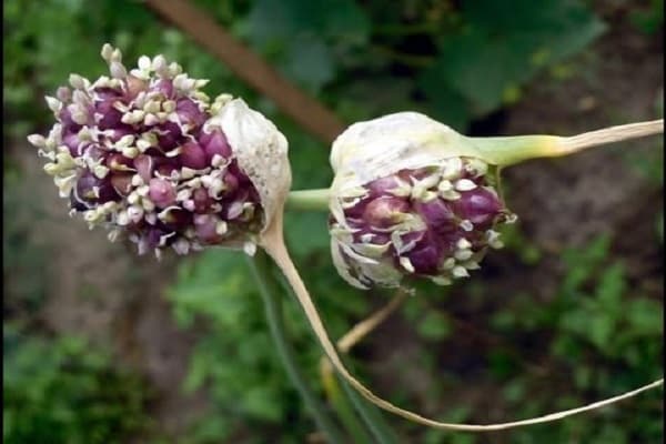 garlic shoots