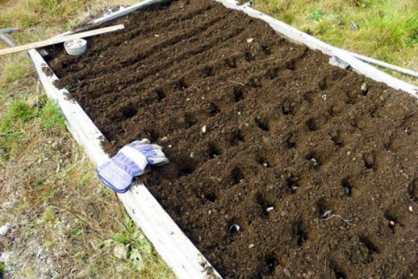 preparing the beds