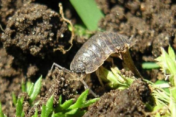 woodlice in the garden