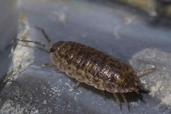 woodlice skalbagge 