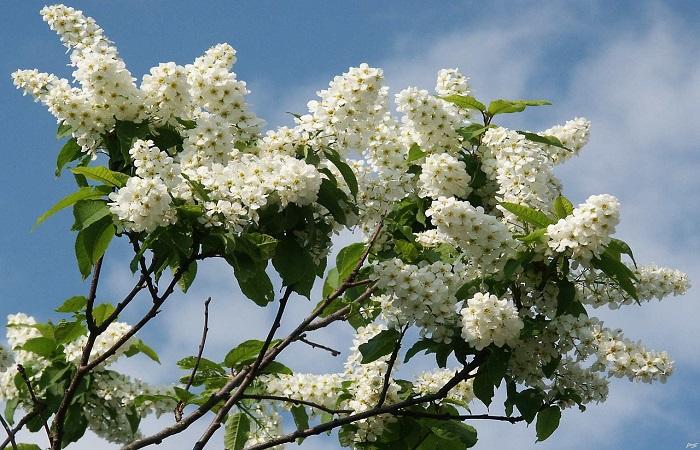 Vogelkirschblüten 