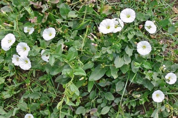 bindweed in the garden