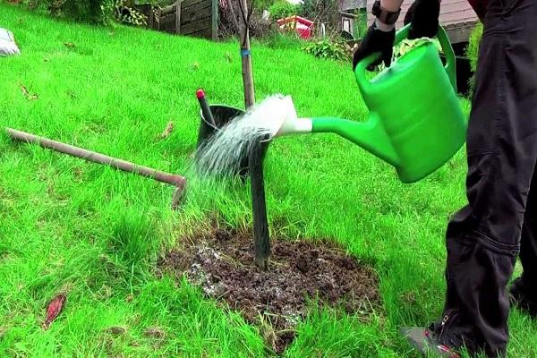 watering a tree