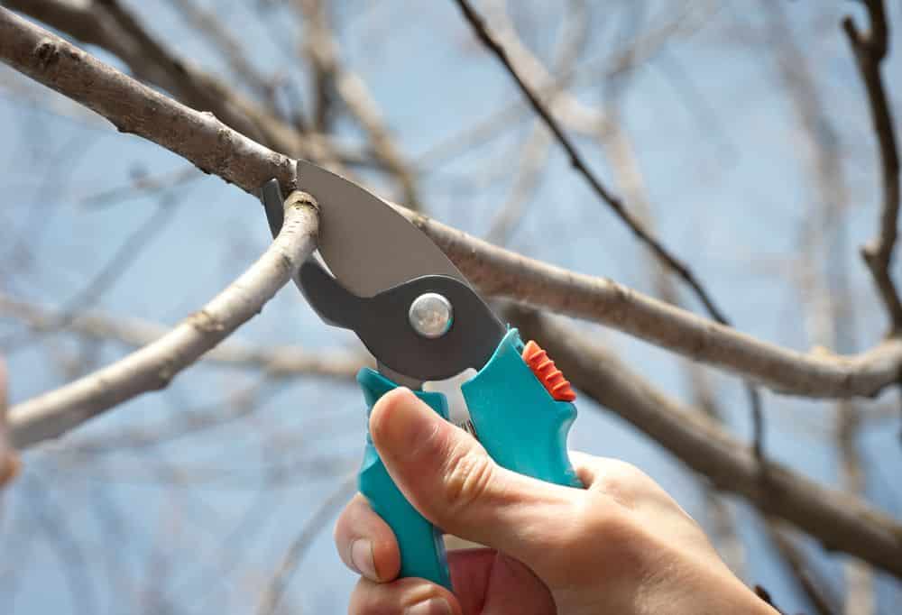 pear pruning