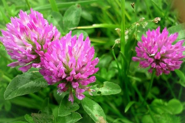 kløver blomstrer 