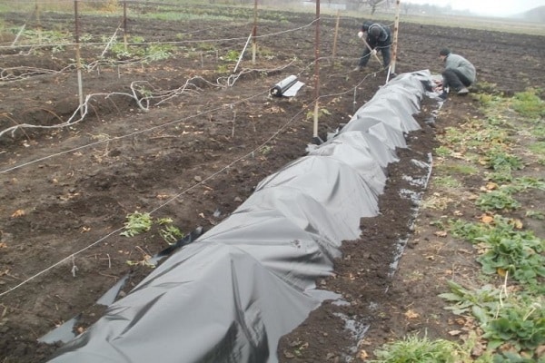 preparing the vines