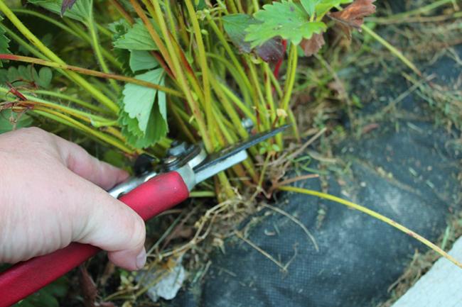 strawberry pruning