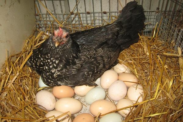 kuře s vejci 