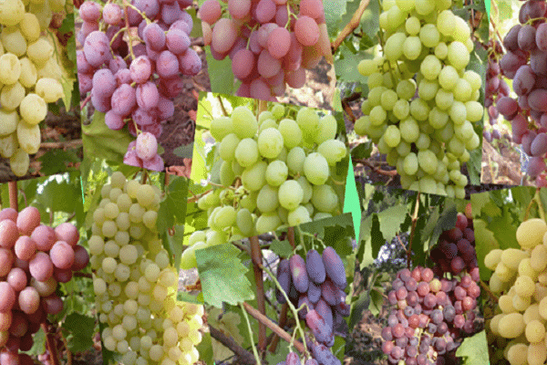 les fruits sont spéciaux