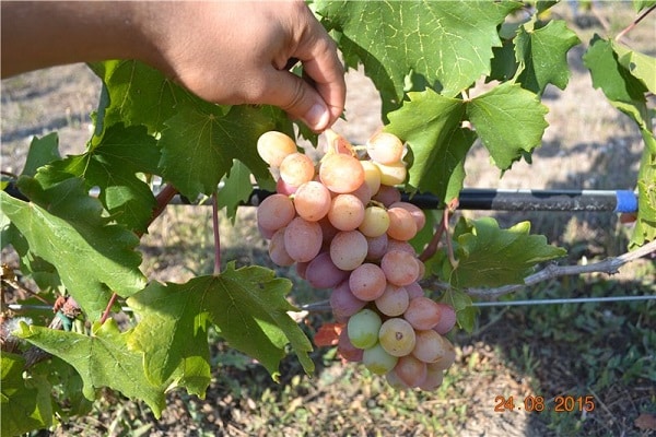 cachos de uvas