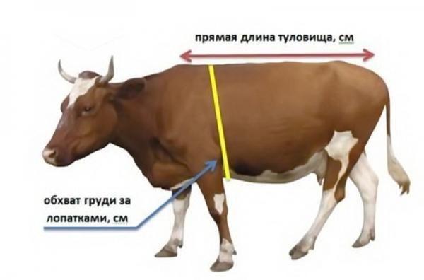 měření krav