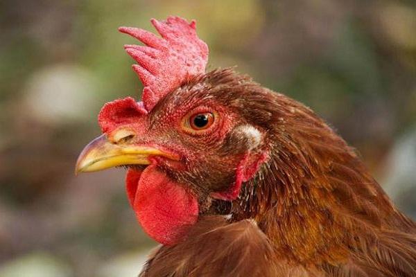 beak pigmentation 