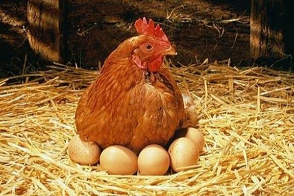 producció d'ous de gallina ponedora