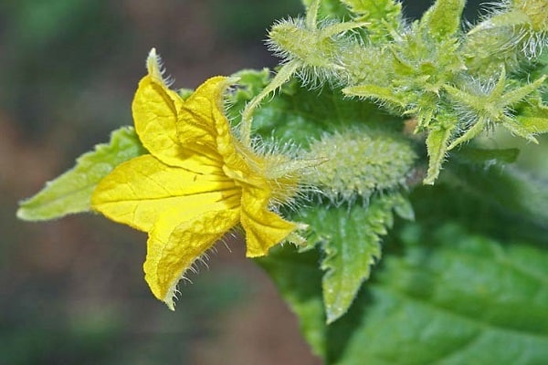 veel dorre bloemen