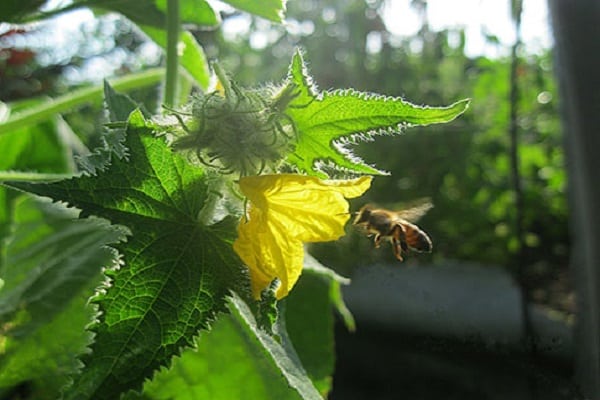 bee flies up 