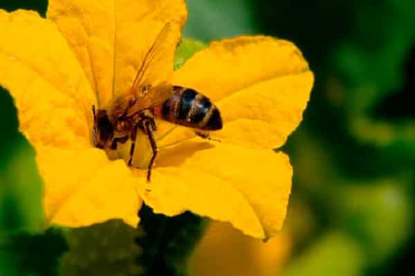 Haus mit Bienen