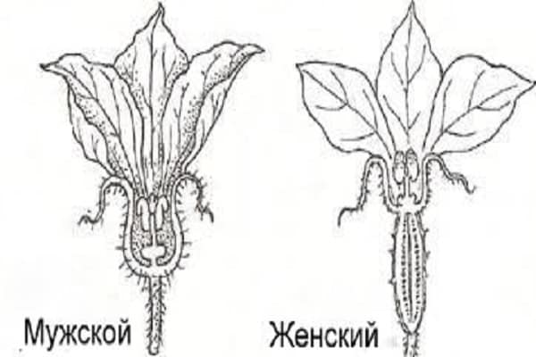 мушки и женски