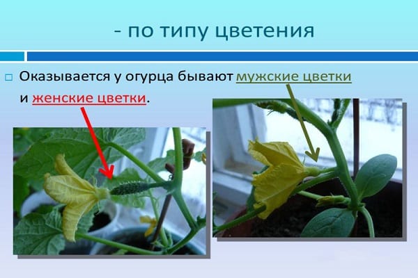 difference between inflorescences