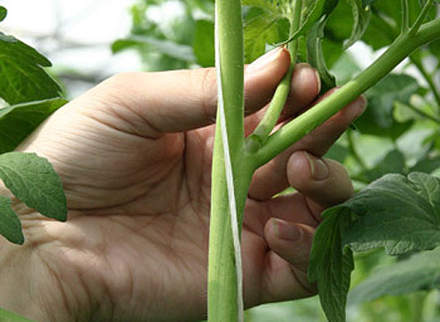 Verfahren zum Kneifen von Tomaten