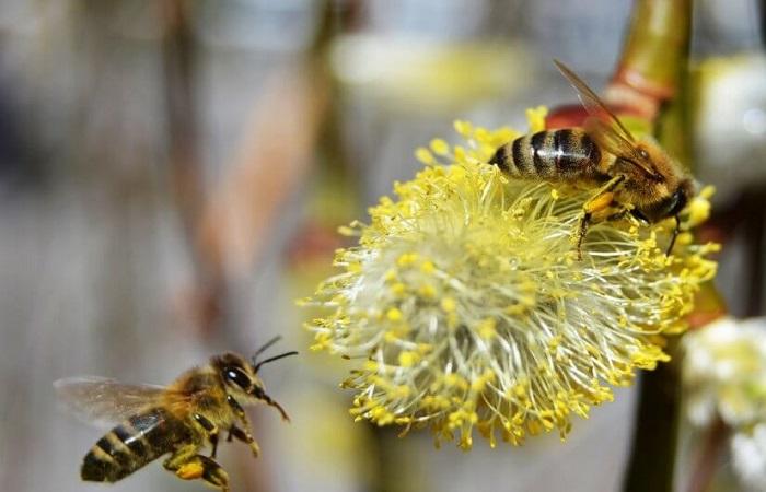 koleksyon ng pollen 