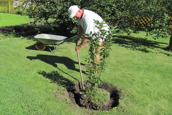 replant seedlings 